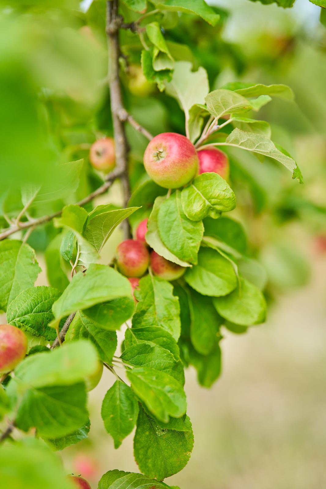 Einer unserer Zweige
