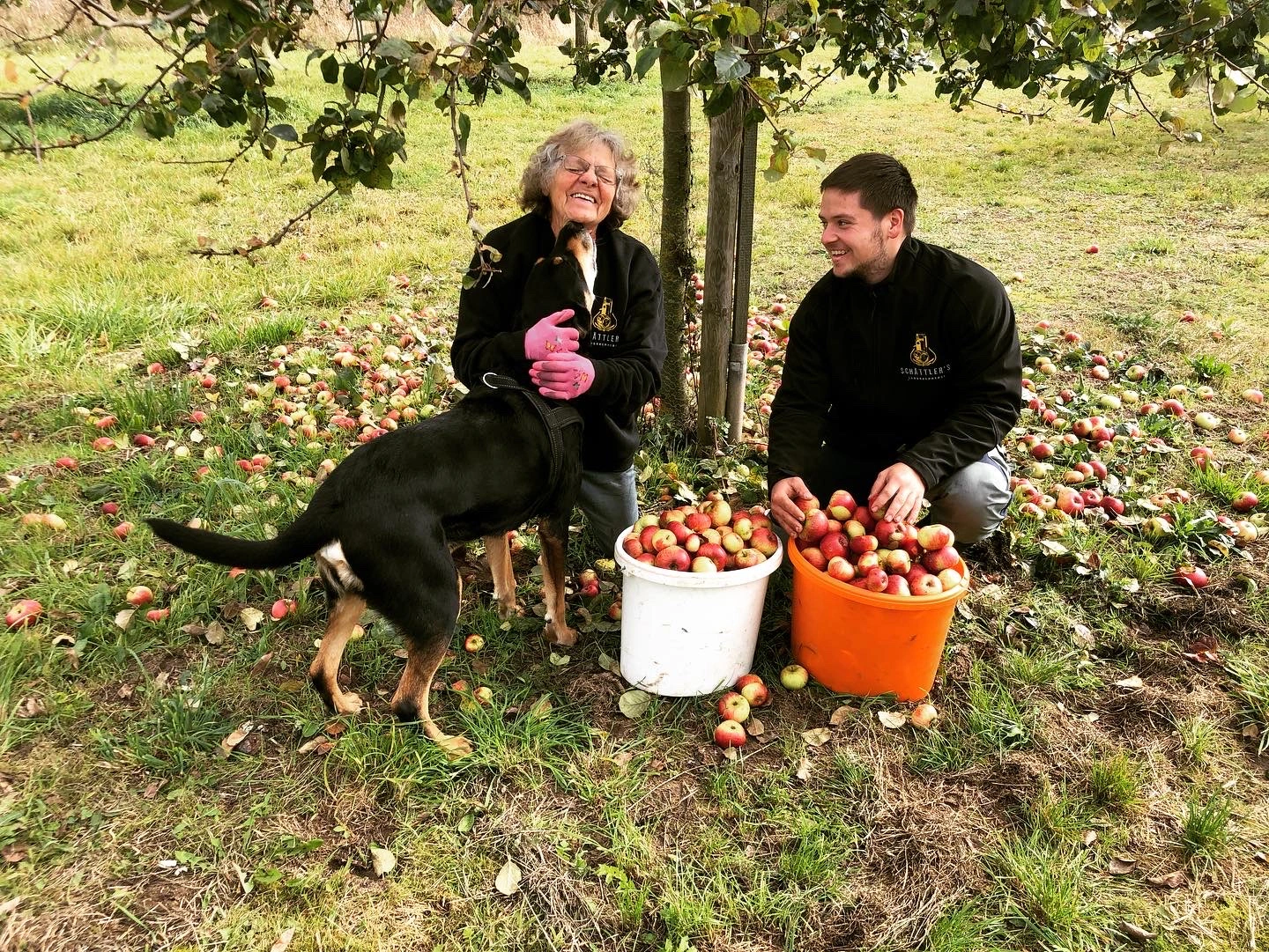 Unser Hund Ben bei der Ernte
