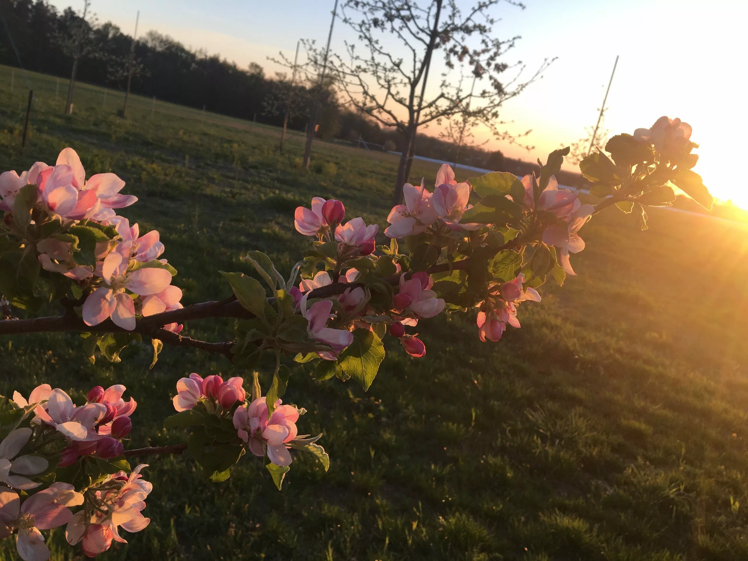 Einer unserer Blütenzweige