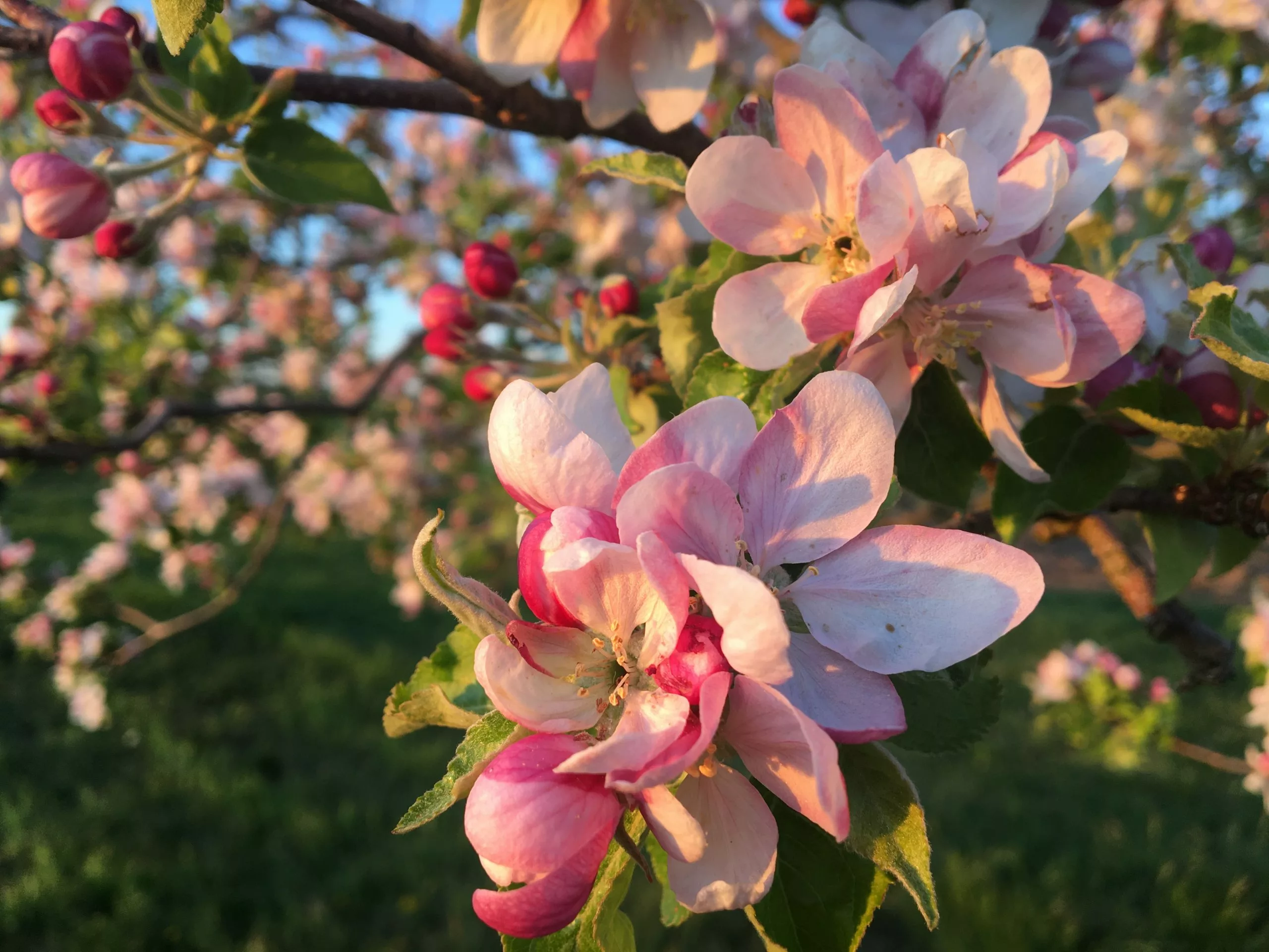 Eine Nahaufnahme unserer Blüten
