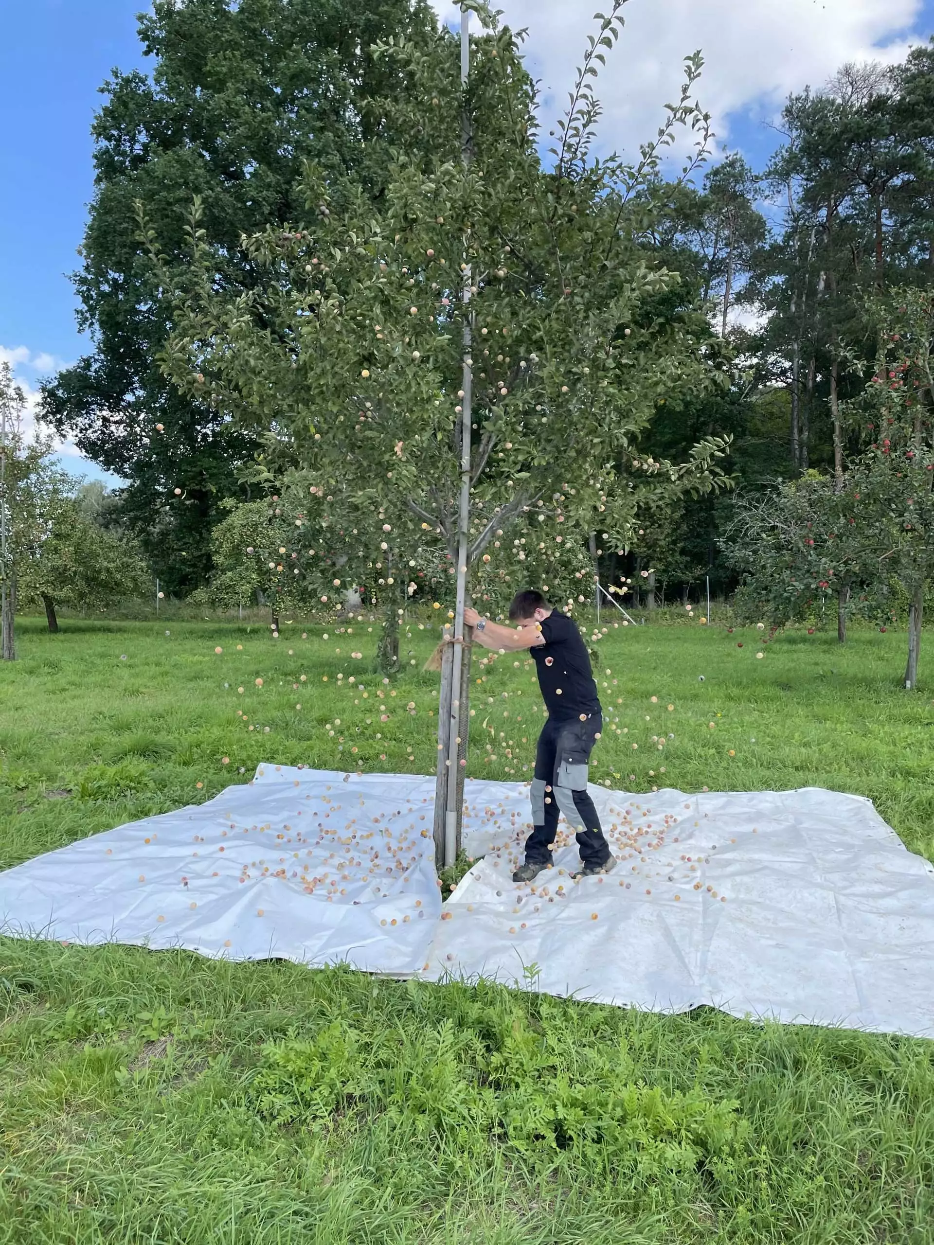 Leon schnappt sich die Früchte