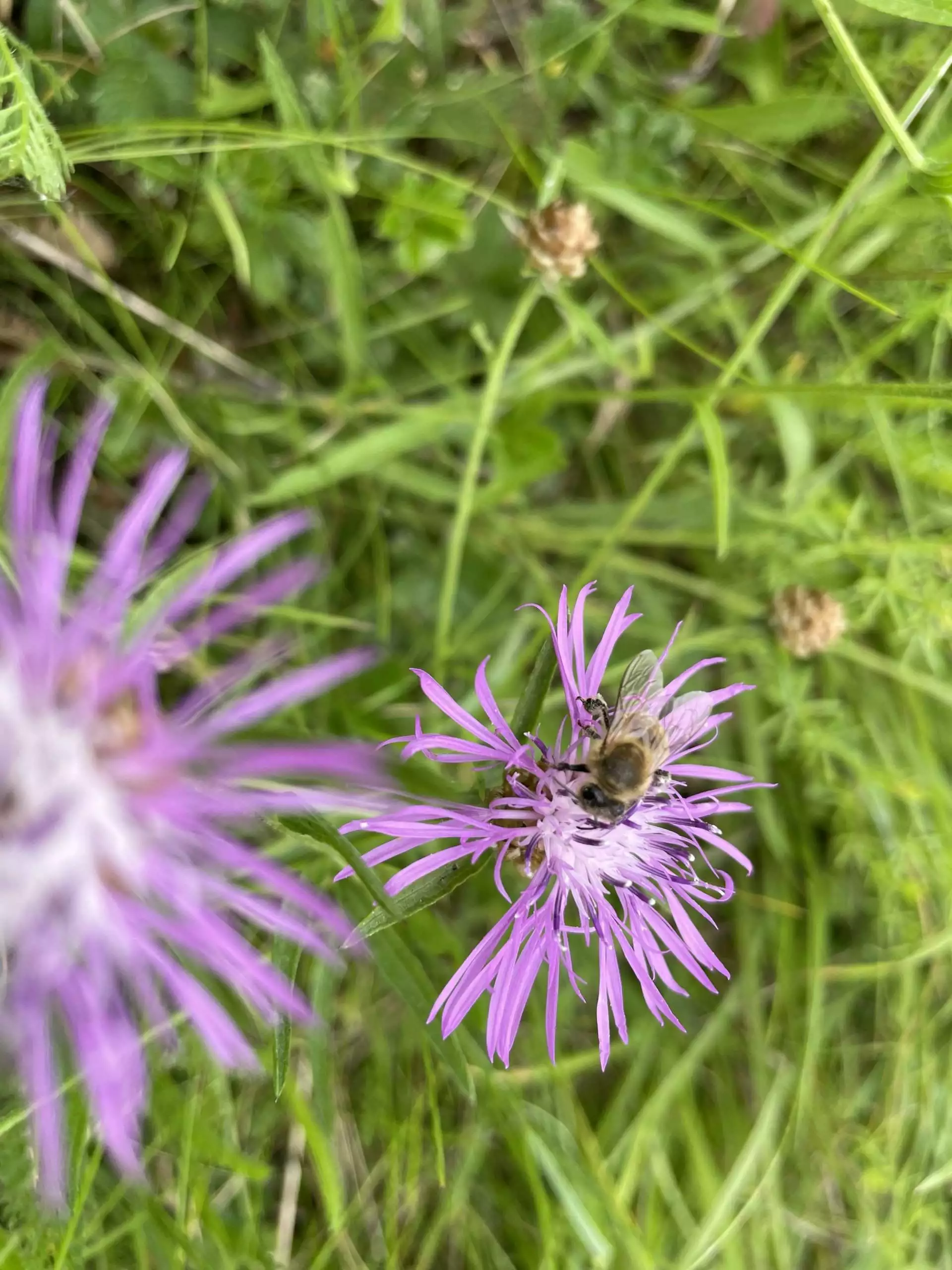 Eine Biene bestäubt eine Blume