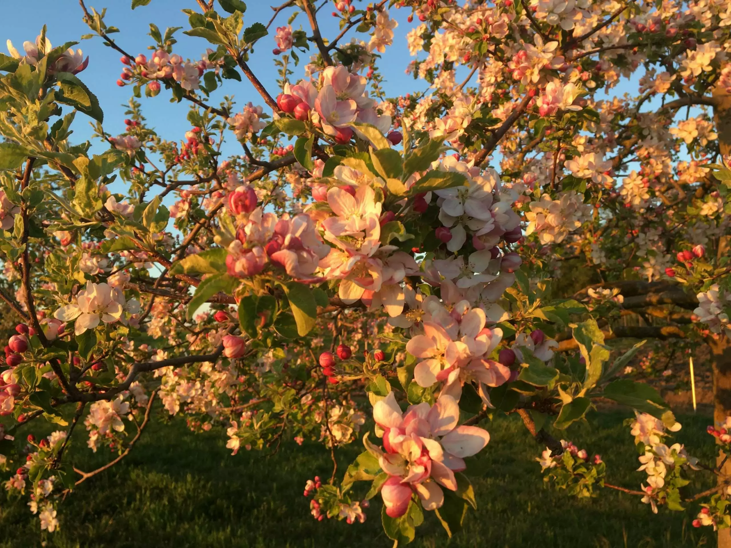 Ein Ast mit vielen Blüten